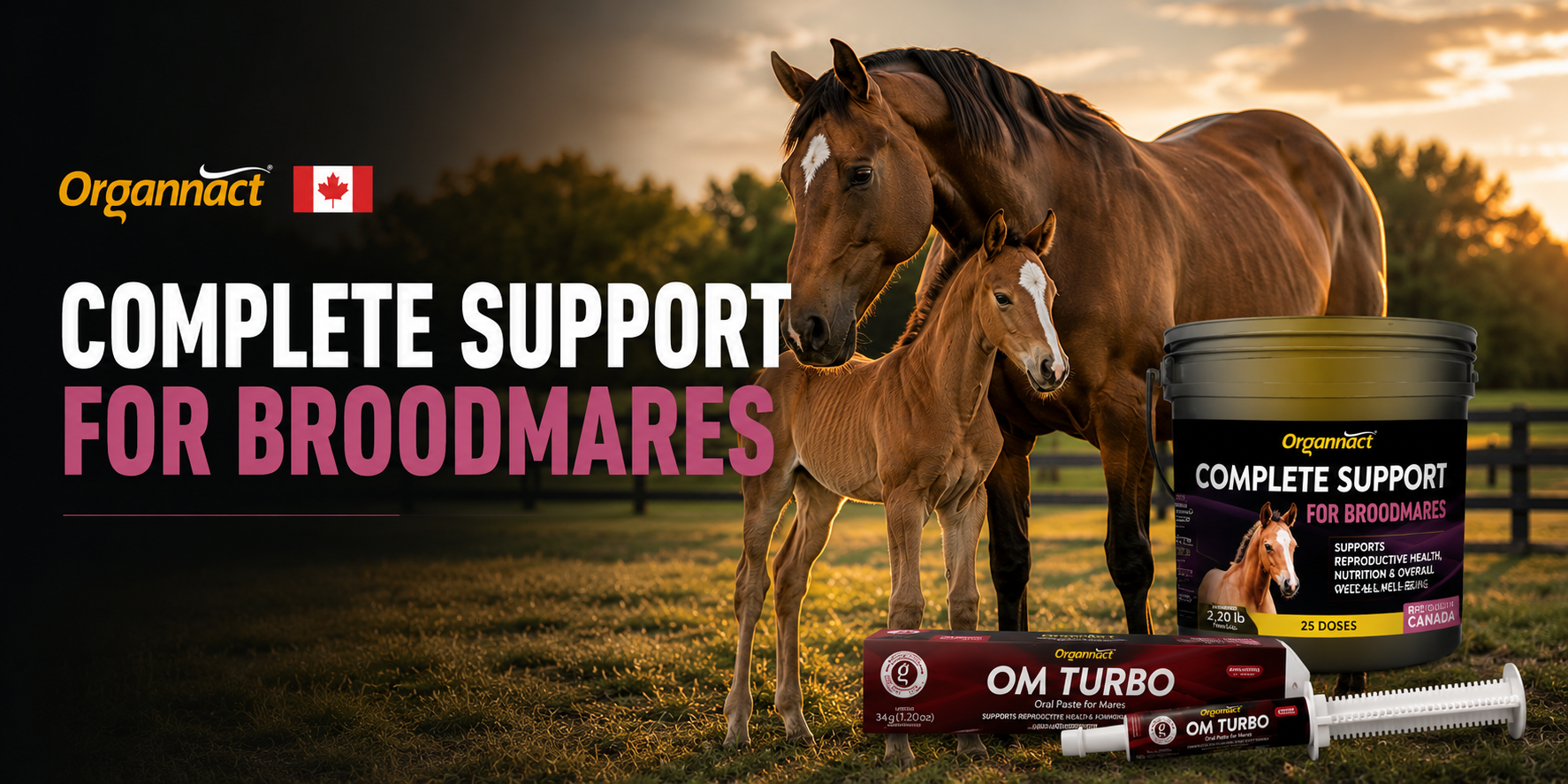 Broodmares